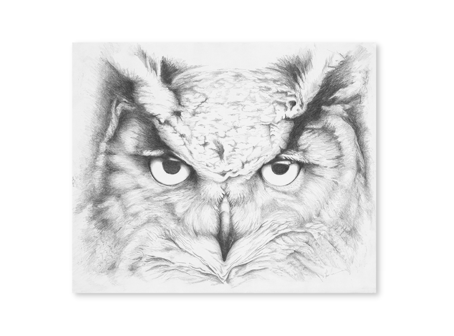 The Owl