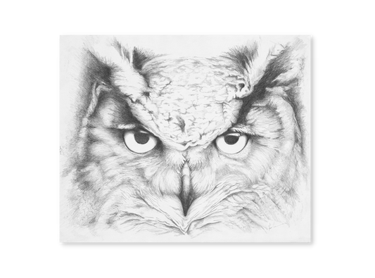 The Owl