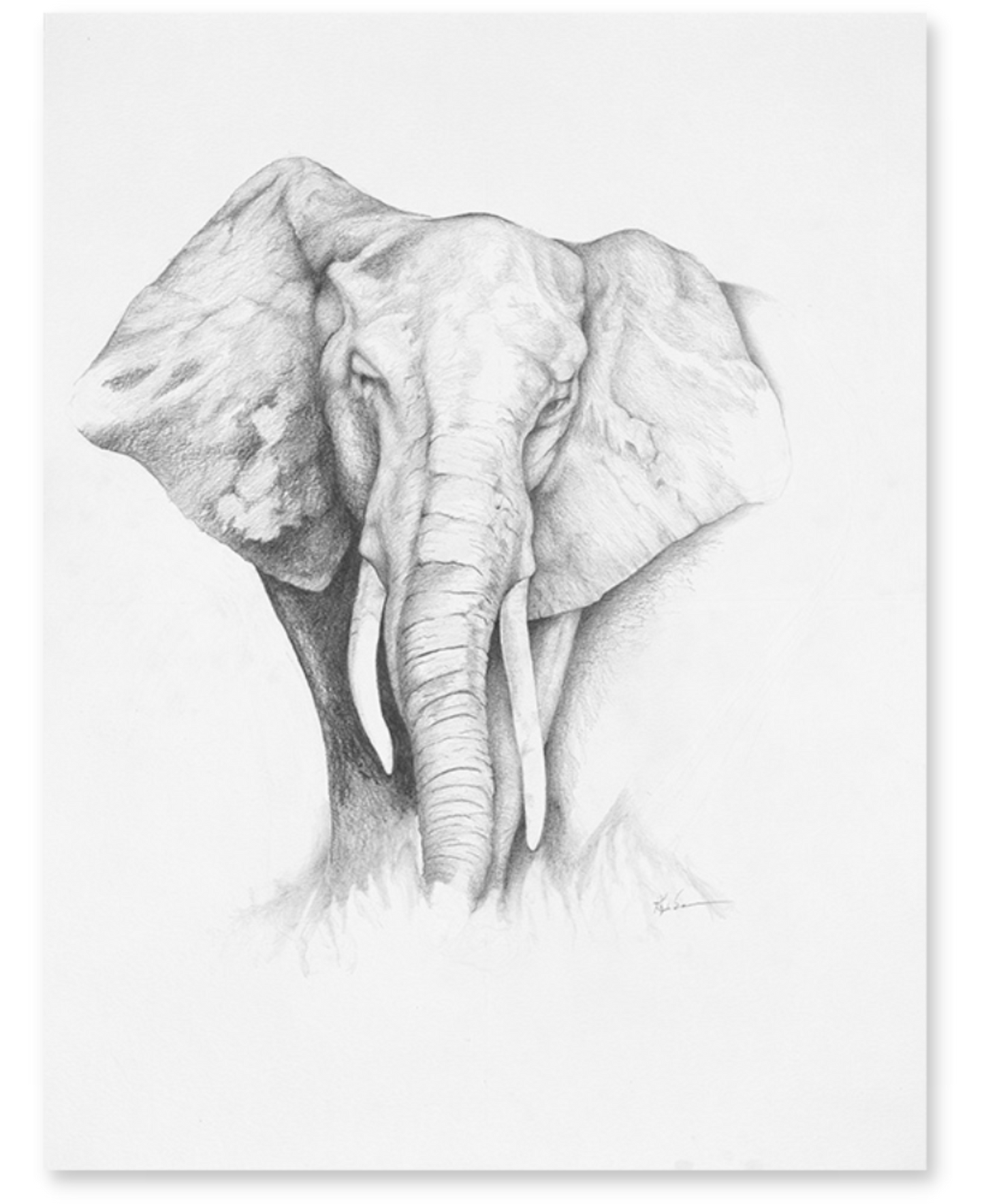 Elephant I